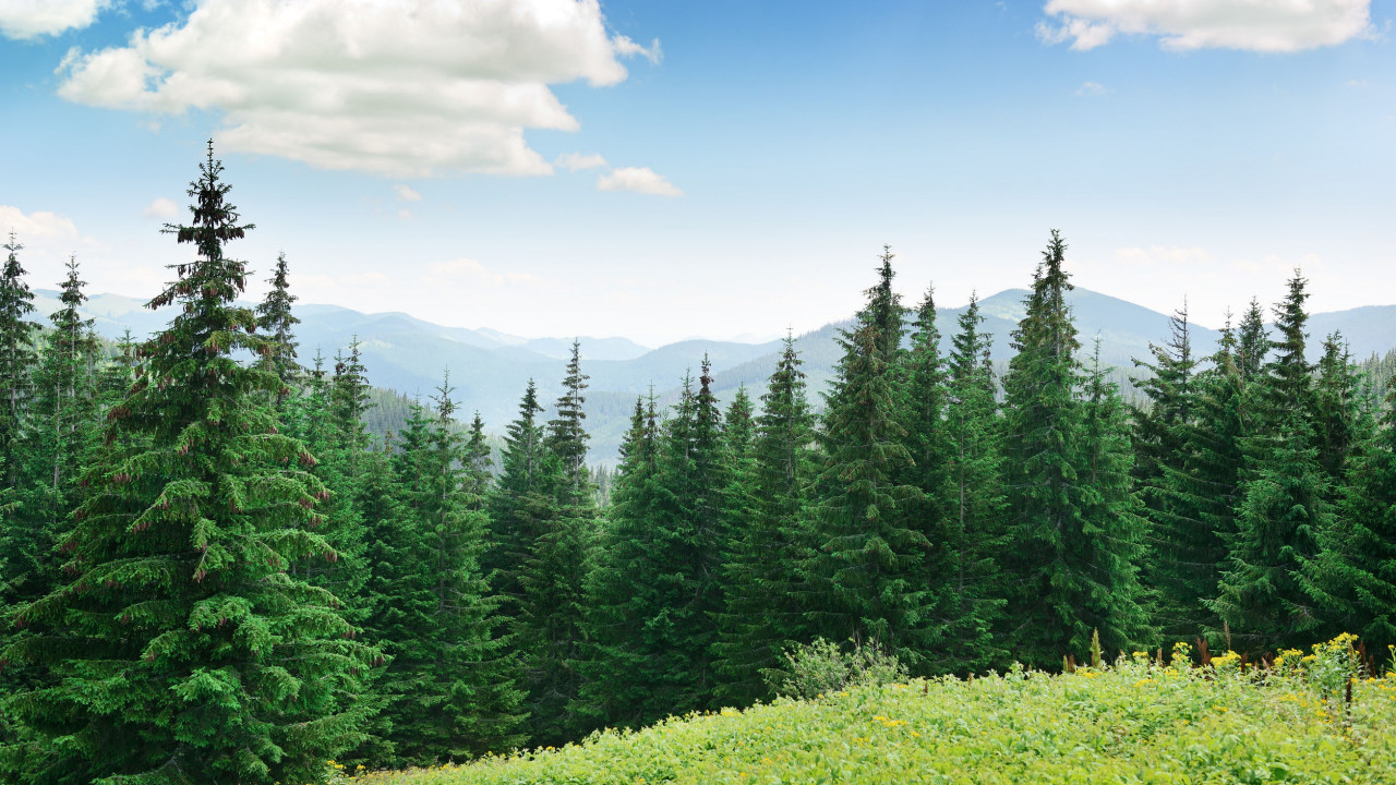 Pine Trees - timber